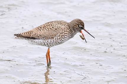 tureluur (tringa totanus) 5-2019 9125